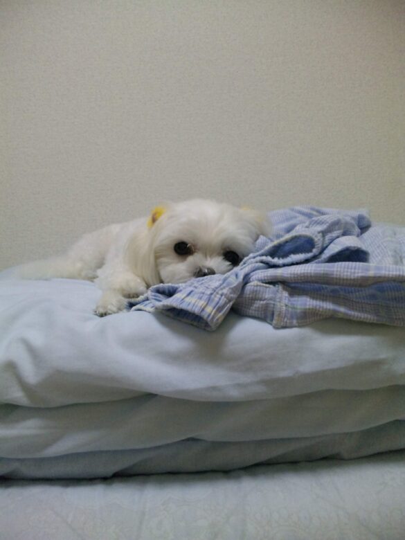 動物病院のアイキャッチ画像