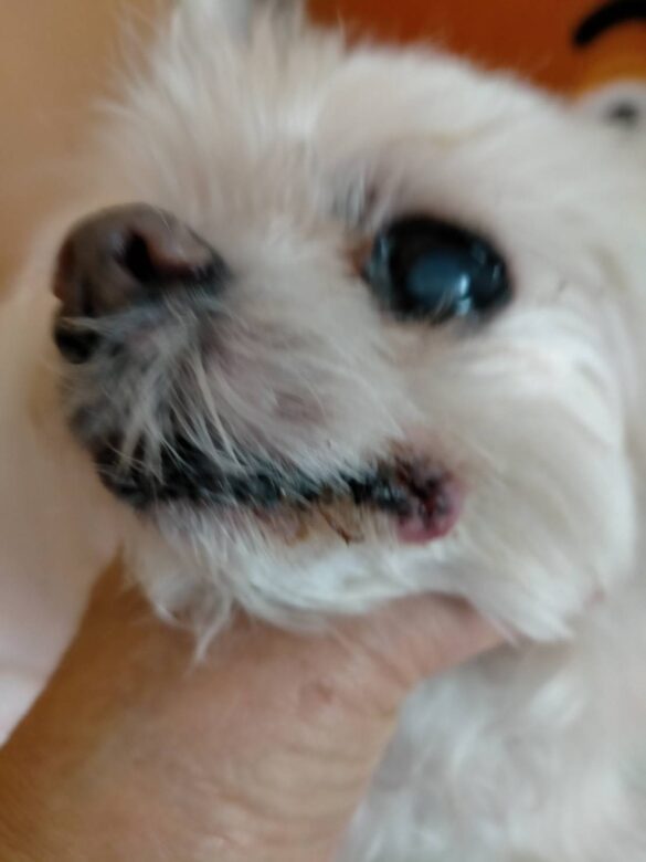 抜歯直後の愛犬