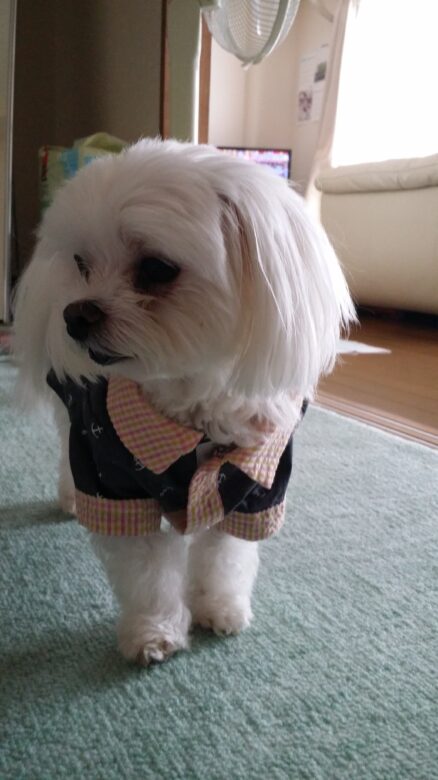 ガン手術後の愛犬