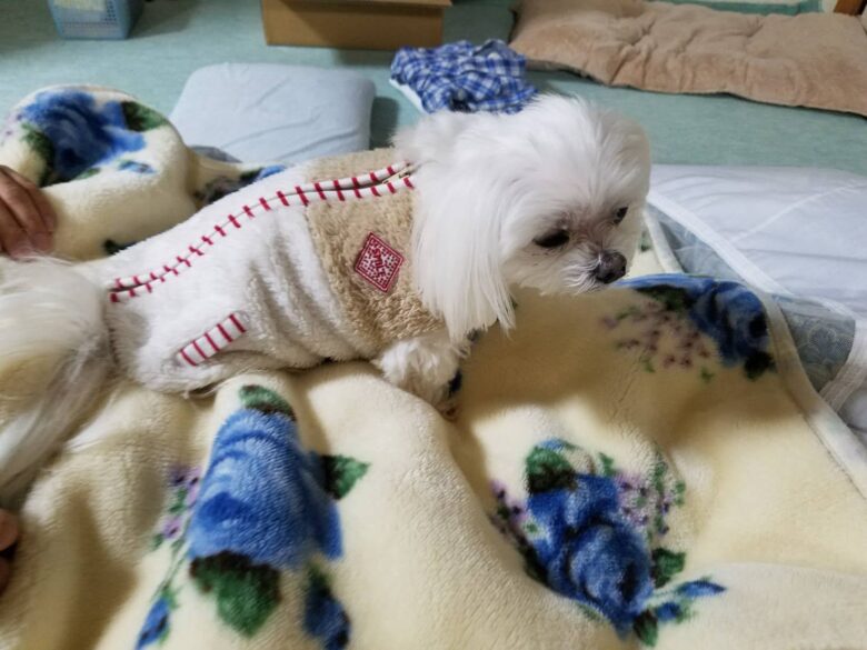 私の上にのる愛犬